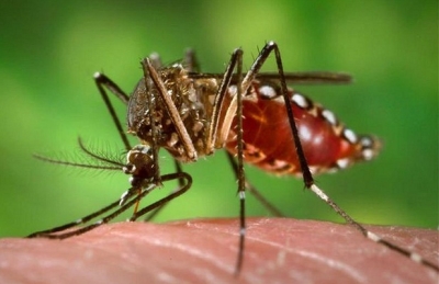Susun ne&#039;ebé lori moras dengue. Foto:Dok/INDEPENDENTE.