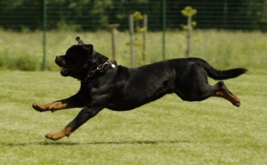 Anjing Rottweiler (Foto: Pixabay)