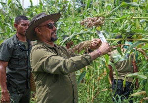 Sekretáriu Estadu Kooperativas, Arsénio Pereira da Silva  kolleta Bafo Kayrala, iha Suku Soru, Postu Administrativu Lospalos, Munisipiu Lautem. FOTO: Media SEKoop.