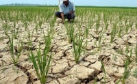 Impaktu husi El-Nino