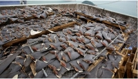Illegally caught shark fin drying before being sold in China market. Source: Getty.