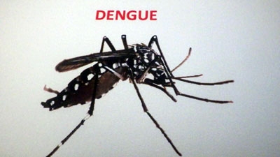 Mesquito