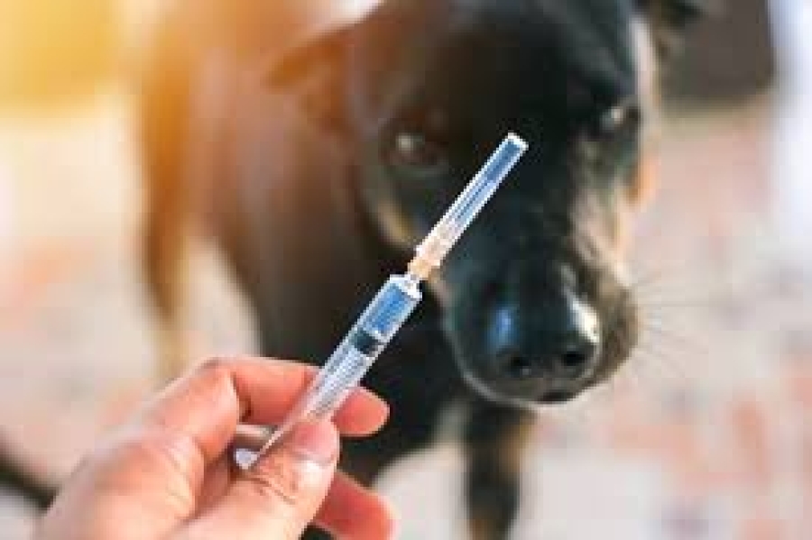 Diresaun Veterínaria Vasina tan Animal 9.013