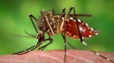 Dengue