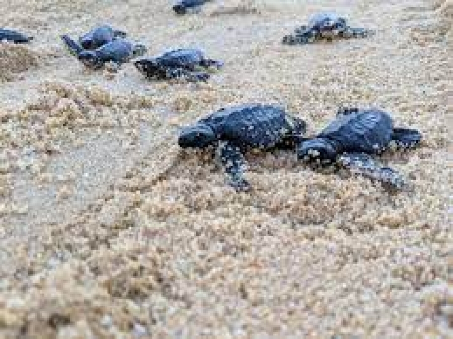 baby turtles.