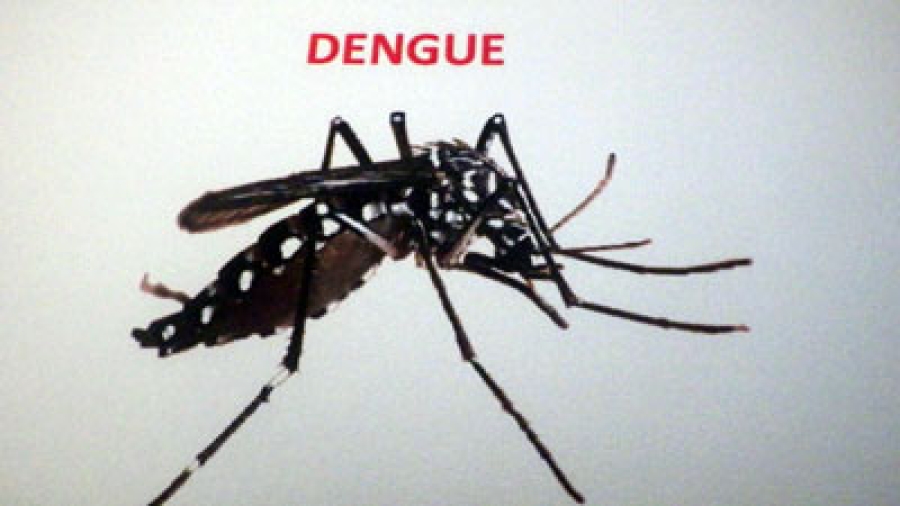 Timor-Leste Faces Dengue Fight with Eight New Deaths