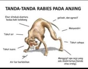 Sintomas Moras Raiva ka Asu Tata. Foto:Google.