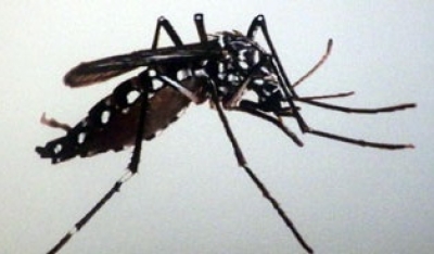Susuk ne&#039;ebé lori moras dengue ba labarik sira. Foto:Dok.