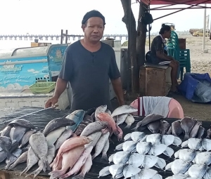 Negosiante Ikan, Tomas Inacio Pereira ne’ebé faan hela ikan iha área tasi-ibun Bebonuk, Dili, Segunda (30/06/25). Foto:INDEPENDENTE 