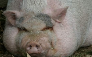 Pig. Photo Google