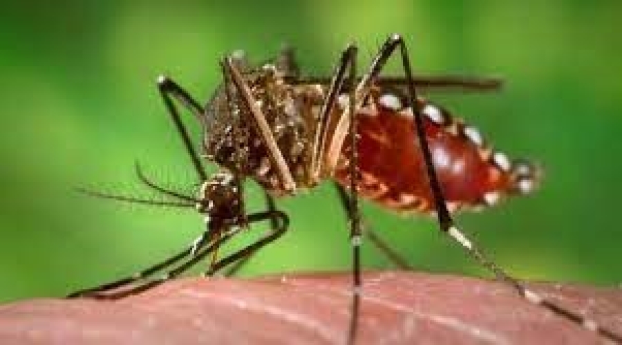 Timor-Leste Dengue Tally Tops 4,596