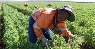 Timorese workers in a chia paddock in Kununurra, Australia. Source: The ABC