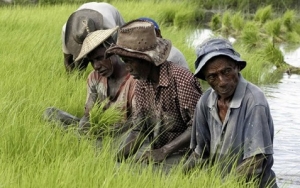 Setór agrikultura nu’udar setor produtivu ne’ebé presiza atu dezenvolve. Iha imajen ne’e, agrikultór sira kuda hela hare ho maneira tradisional. FOTO: hallo.tl/jndiario.com