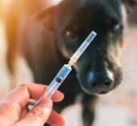 Raiva. Foto: Google.