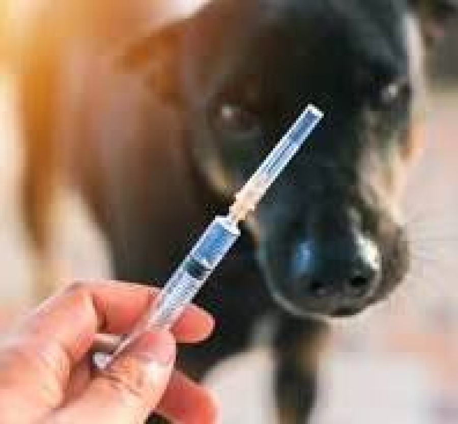 Raiva hamate ona na’in 24