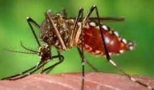 Susuk ne&#039;ebe lori moras dengue ba ema. Foto:Dok.